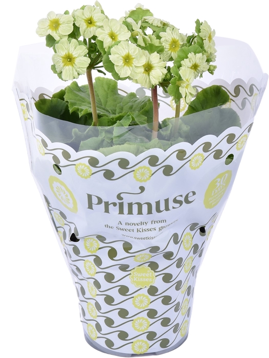 Prim. Primuse Lime in Plastic Hoes