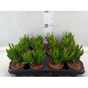 Crassula ovata 'Horn Tree'