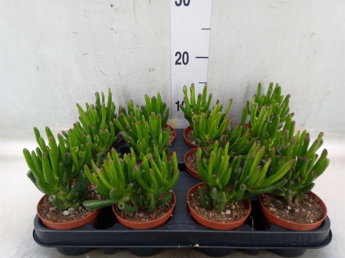 <h4>Crassula ovata 'Horn Tree'</h4>