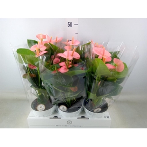 Anthurium andr. 'Spirit'