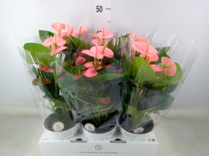 <h4>Anthurium andr. 'Spirit'</h4>
