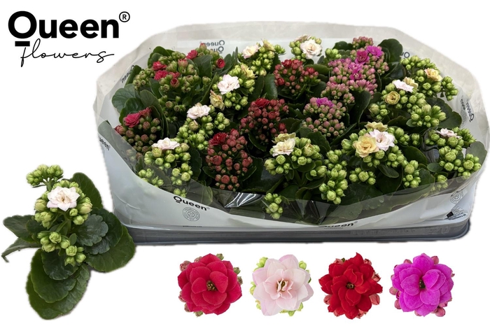 <h4>KAL GE RF GEM 4 KL</h4>