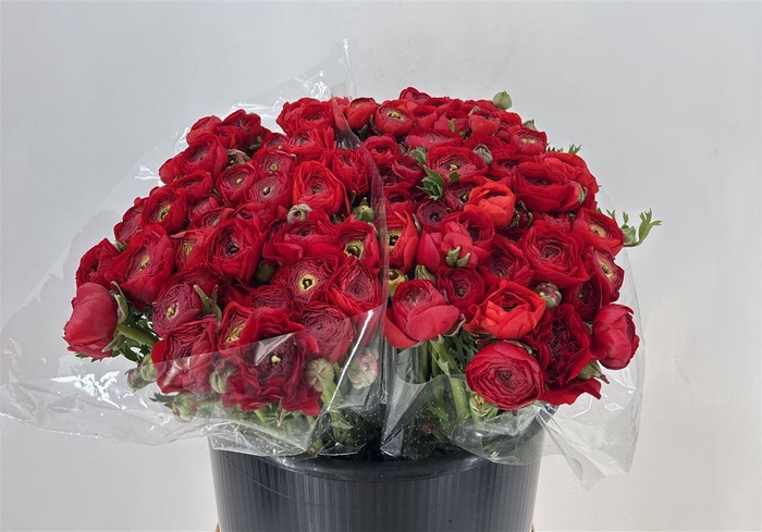 <h4>RAN ELEG EX RED</h4>