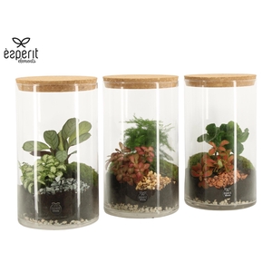 90838: Terrarium arrangement