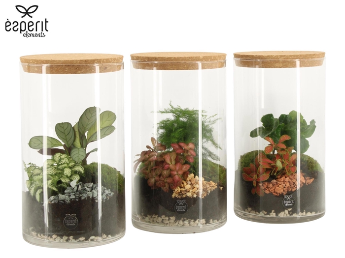 <h4>90838: Terrarium arrangement</h4>
