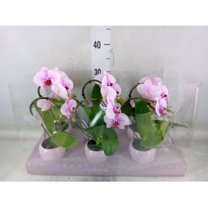Phalaenopsis   ...rose