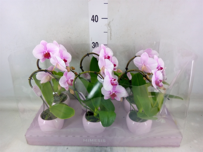 <h4>Phalaenopsis   ...rose</h4>