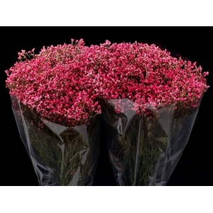 Limonium Light Red