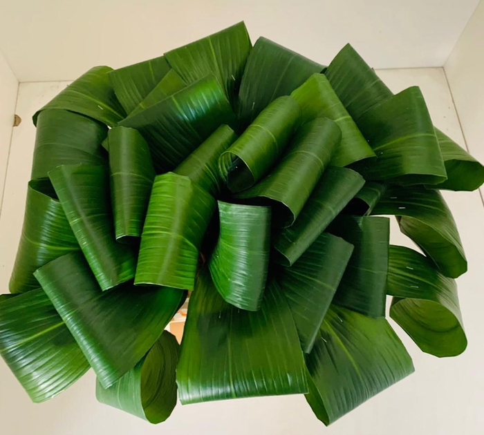 Aspidistra ( folded ) per stem (Min 1 plt)(33x)