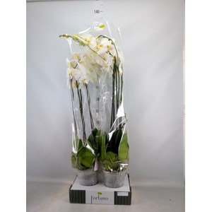 Phalaenopsis   ...white