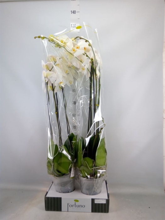 <h4>Phalaenopsis   ...white</h4>