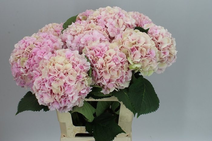 <h4>Hyd Verena Pink Classic</h4>