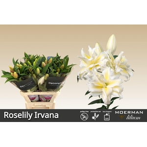 LI OR DU RL IRVANA