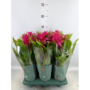 Guzmania 'Deseo Pink'
