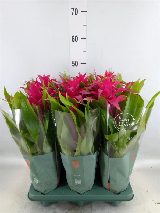 <h4>Guzmania 'Deseo Pink'</h4>