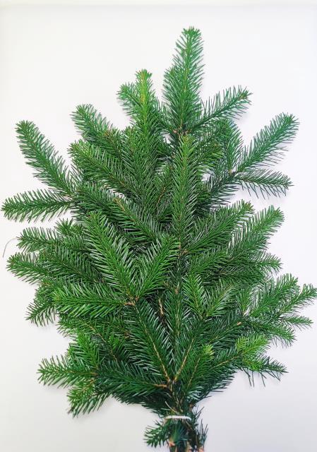 <h4>ABIES NORDMAN BUND</h4>