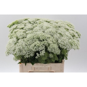 Trach Wh Lake Michig