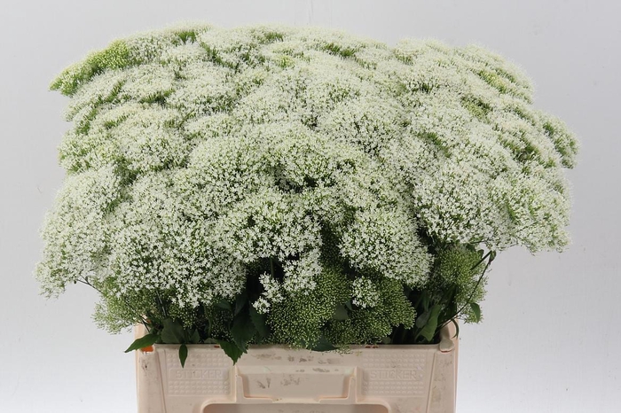 <h4>Trach Wh Lake Michig</h4>