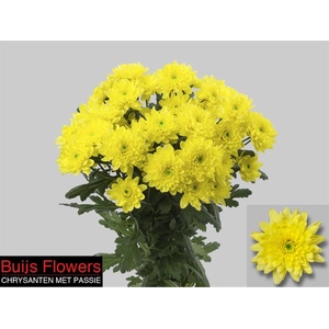 CHR T EURO SUNNY