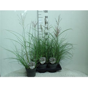 Miscanthus Sinens Red Chief P17