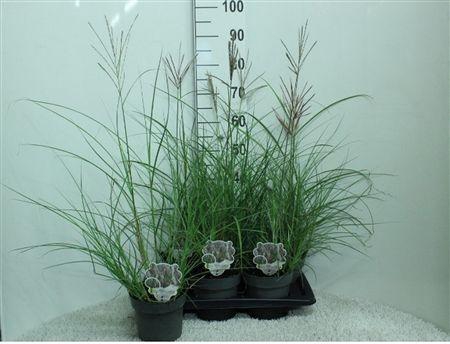 <h4>Miscanthus Sinens Red Chief P17</h4>