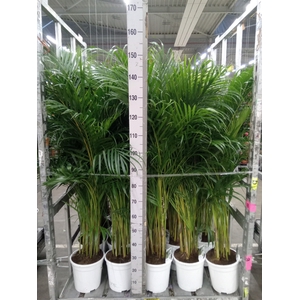 Dypsis lutescens   ...Chrysalidoca