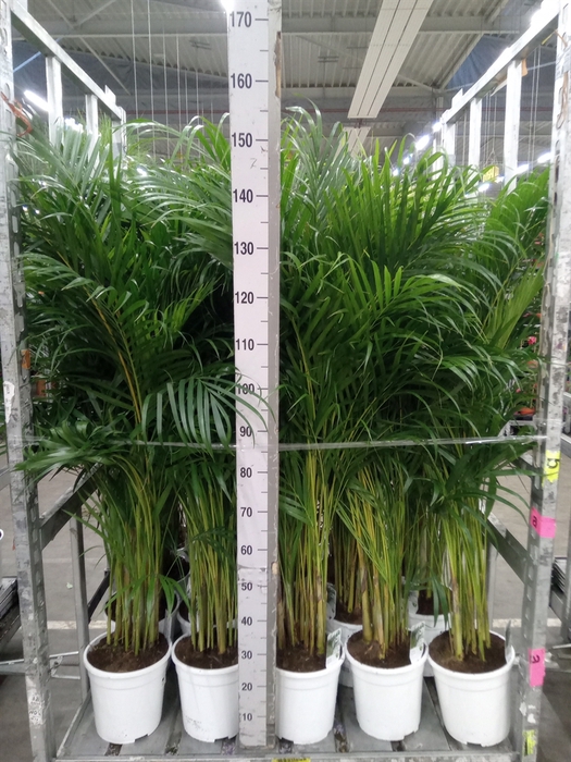 <h4>Dypsis lutescens   ...Chrysalidoca</h4>
