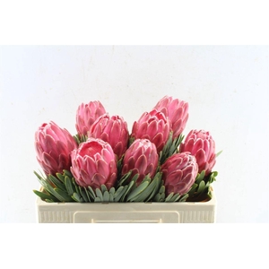 PROTEA VENUS