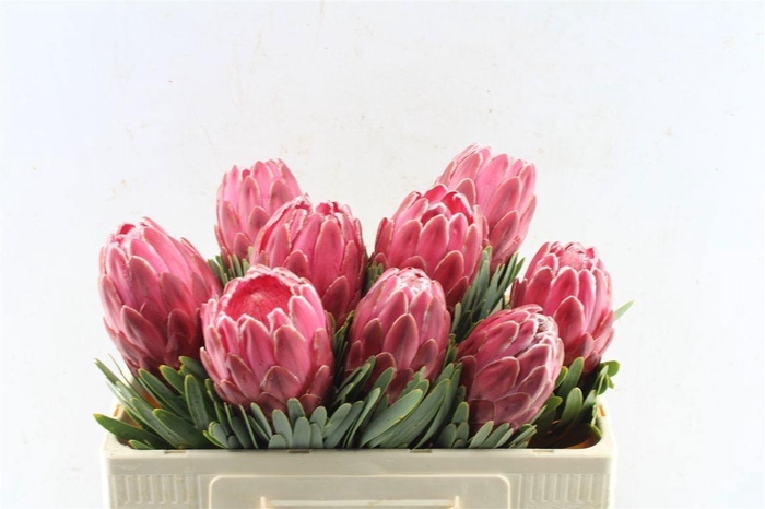 <h4>PROTEA VENUS</h4>