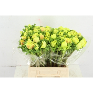ANEMONE MISTRAL TALC YELLOW