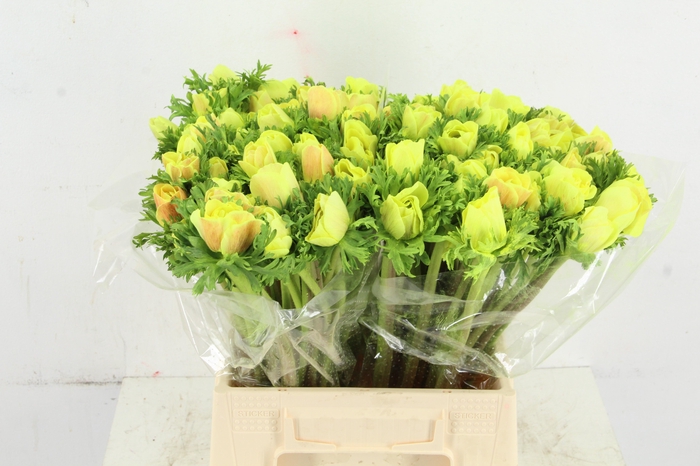 <h4>ANEMONE MISTRAL TALC YELLOW</h4>