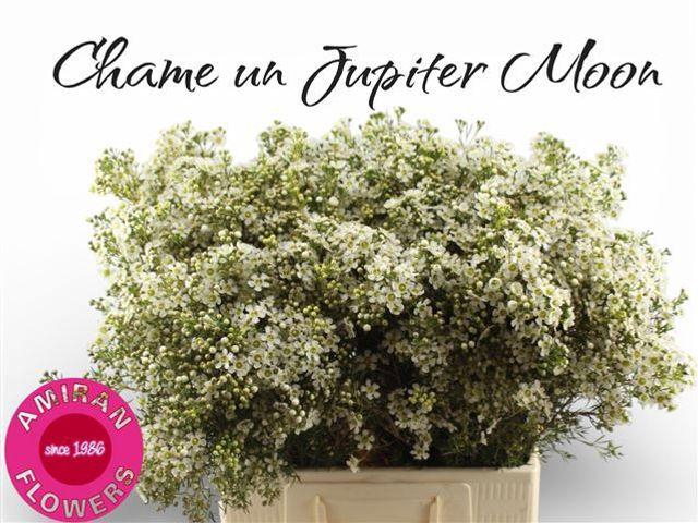 <h4>Chame Un Jupite Moon</h4>