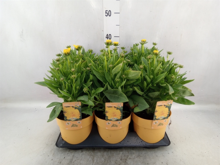 <h4>Coreopsis grandif.</h4>