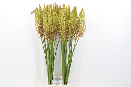 <h4>Eremurus Cleopatra</h4>