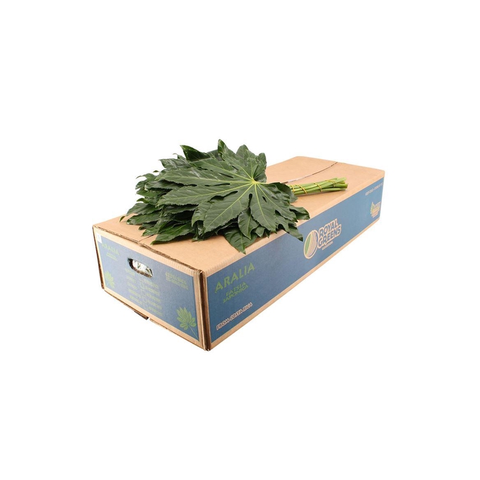 <h4>Aralia Super</h4>