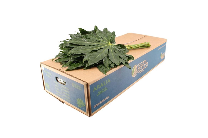 <h4>Aralia Super Bruine Doos</h4>