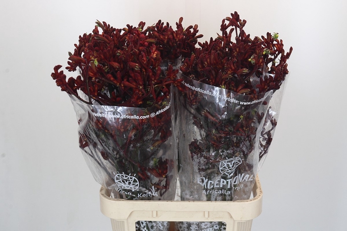 <h4>Anigozanthos Early Spring</h4>