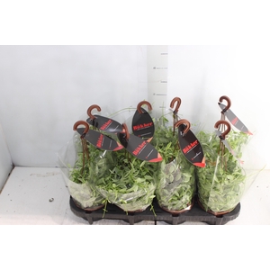 DISCHIDIA OIANTHA VARIEGATA C13