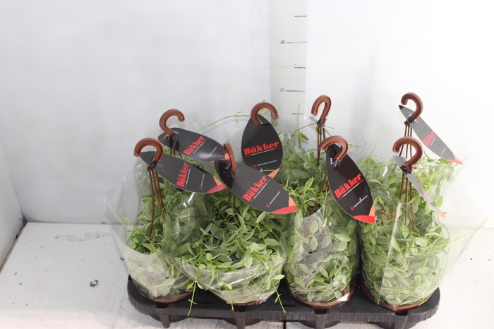 <h4>DISCHIDIA OIANTHA VARIEGATA C13</h4>