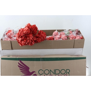 Hydr Terracotta Tinted Sel Box
