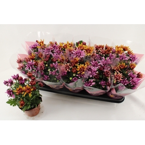 CHRYS ART JEF GEM IP