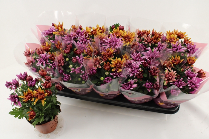 <h4>CHRYS ART JEF GEM IP</h4>