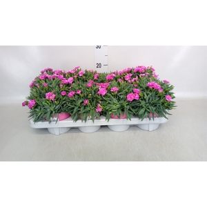 Dianthus car. 'Peman'