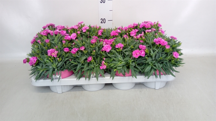 <h4>Dianthus car. 'Peman'</h4>