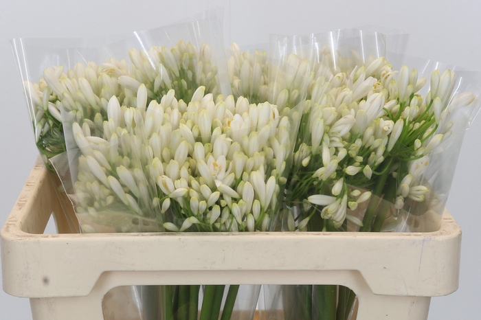 <h4>Agapanthus White Heaven</h4>