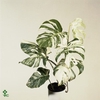 MONSTERA  'VARIEGATA'