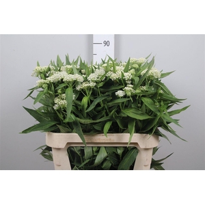 Ascl Inc White Super