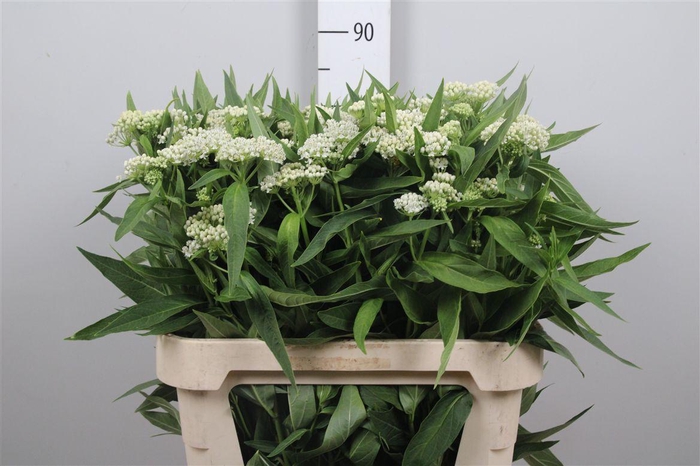 <h4>Ascl Inc White Super</h4>