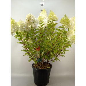 Hydrangea pan.
