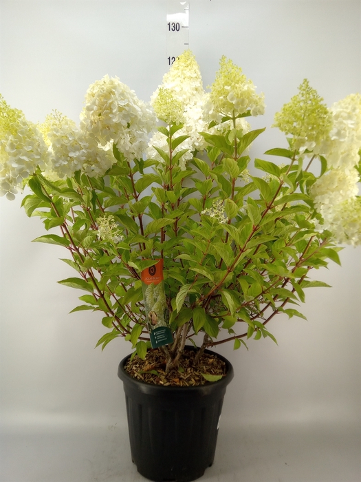 <h4>Hydrangea pan.</h4>
